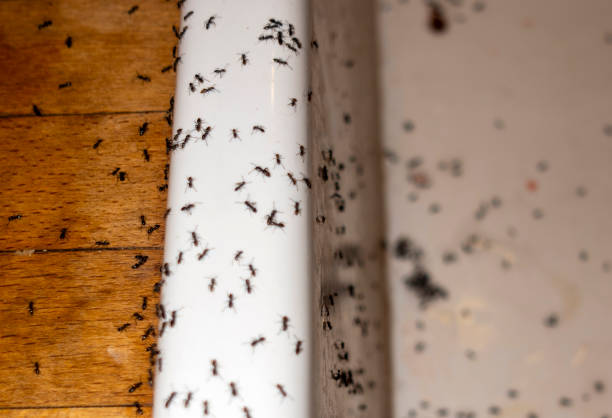 Best Wasp Removal Services  in Hazlehurst, GA